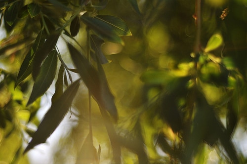leaves Feuilles
