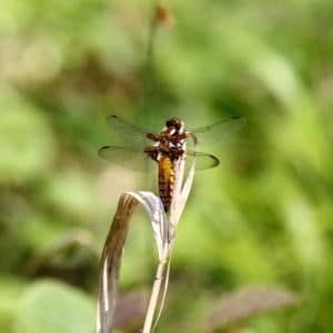 Libellula depressa femelle
