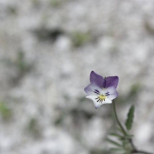 Violette de Rouen