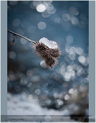 Ice and bokeh