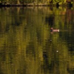 IMG_2424_raw IMG_2424_raw