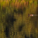 IMG_2429_raw IMG_2429_raw