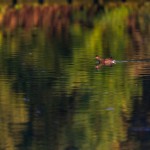 IMG_2455_raw IMG_2455_raw