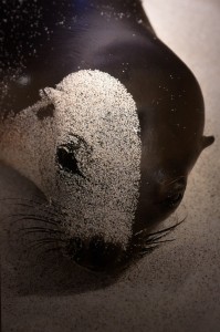 Photo animalière Phoque