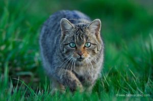 Prunelles d'émeraude Photo animalière chat