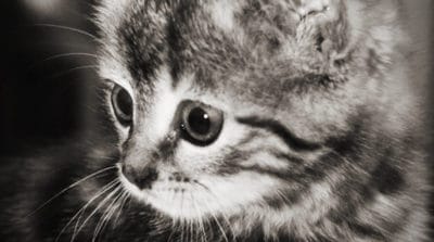 Chaton