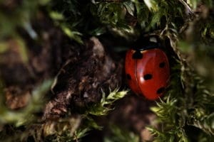 Coccinelle à 7 points photo macro objectif