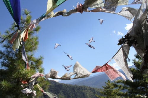 photo liberté oiseaux