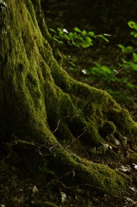 mousse tronc d'arbre mousse tronc d'arbre melange couleurs photo