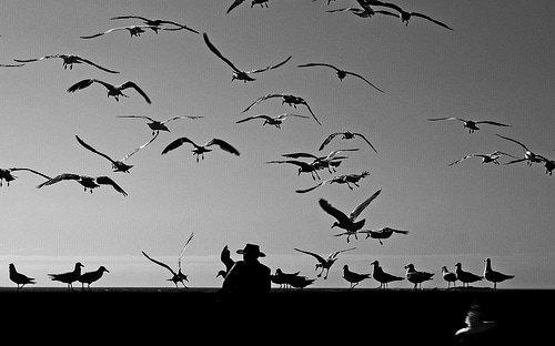 photo oiseaux noir et blanc mer photo oiseaux noir et blanc mer homme