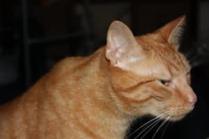 photo chat roux dans le noir
