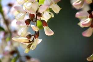 photo fleur blanche arbre