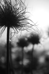 photo fleur noir et blanc silhouette