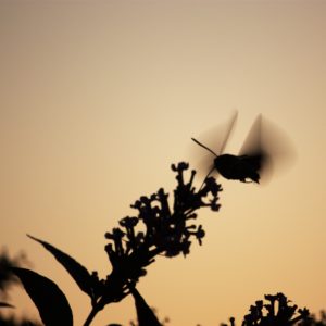 photo oiseau butine fleur stationnaire