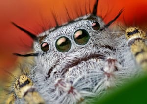 Phidippus mystaceus araignée photo macro