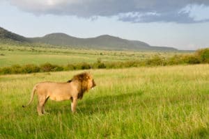 photo lion cadrage large paysage