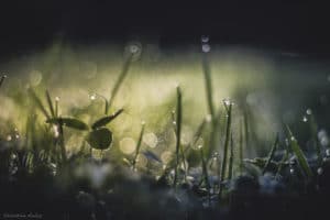photo herbe bokeh