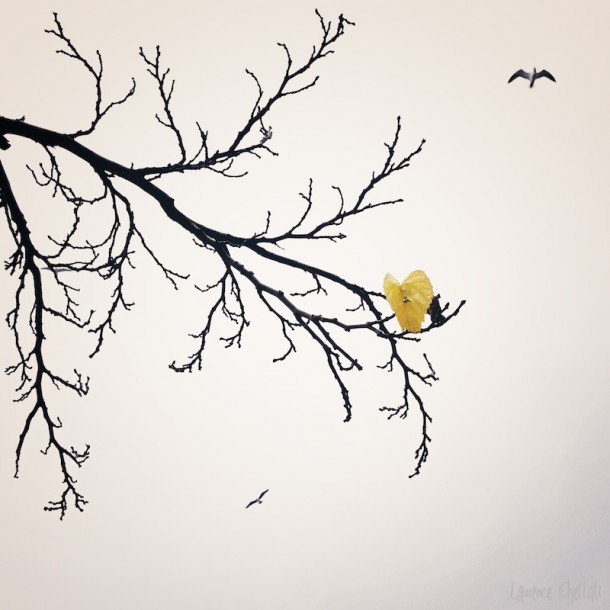 Photo Laurence Chellali Photo Laurence Chellali arbre ciel feuille oiseau