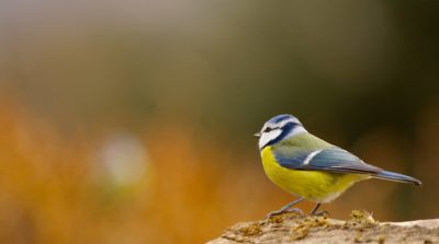 photo animalière oiseau moineau