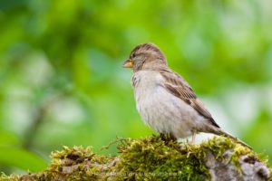PHOTO animalière oiseau haute vitesse d’obturation 1/1600