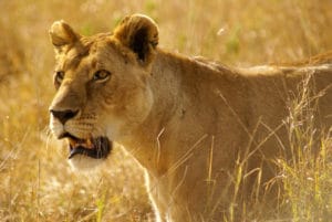 safari photo lionne