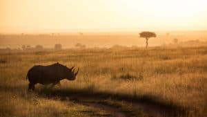 rhinocéros Photo Kenya savane safari coucher de soleil golden hour