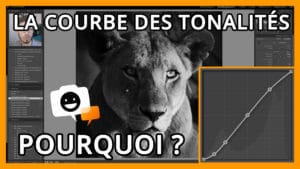 Courbe des tonalités Lightroom : tutoriel retouche photo. Lion en noir et blanc.