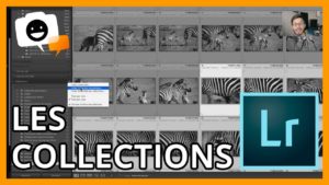 Collections Lightroom : Interface du logiciel avec photos de zèbres et options de collections.
