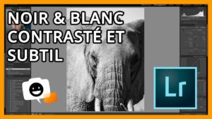 Photo noir et blanc contrastée : astuces Lightroom. Éléphant en noir et blanc. Tutoriel retouche photo.