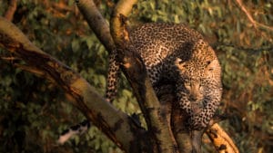 Léopard dans un arbre au Kenya. Photo animalière de 2018. Safari Kenya.