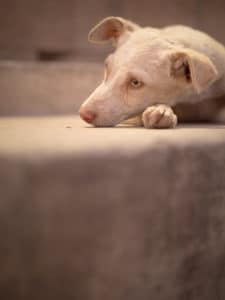 Chien errant à Varanasi, Inde. Série photo voyage.