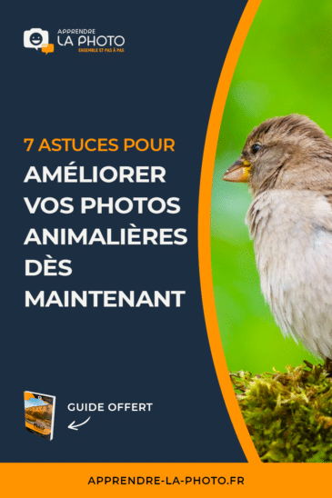 7 astuces pour améliorer vos photos animalières dès maintenant (oiseaux, mammifères, …)