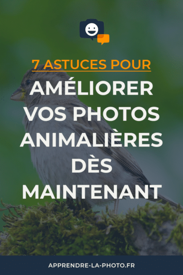 7 astuces pour améliorer vos photos animalières dès maintenant (oiseaux, mammifères, …)