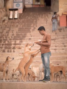 Photographie : Homme nourrissant des chiens errants. Couleurs subtiles, photographie animalière.