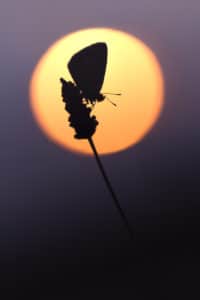 Macrophotographie créative : silhouette d'un papillon azuré au coucher du soleil.