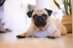 Chien Carlin beige allongé sur le sol. Portrait animalier mignon. Race canine populaire. #Carlin #Chien