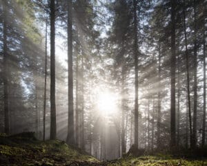 Forêt en contre-jour avec rayons de soleil perçant les arbres. Photo de paysage.