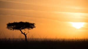 Arbre solitaire au coucher de soleil. Couleurs chaudes, silhouette. Paysage africain.