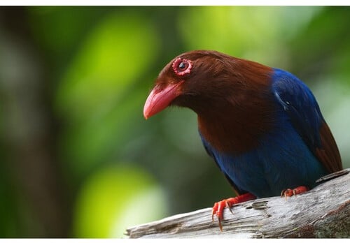 Magnifique photo d'un oiseau exotique aux couleurs vives, marron et bleu, capturée avec un Sony A1 II.