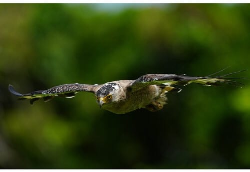 Faucon en vol capturé par Sony A1 II. Superbe image d'oiseau de proie. 