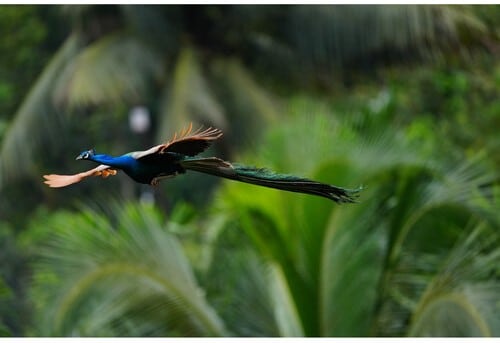 Paon bleu majestueux en vol, capturé par Sony A1 II. Plumage vibrant, queue longue, nature luxuriante. 120 car.