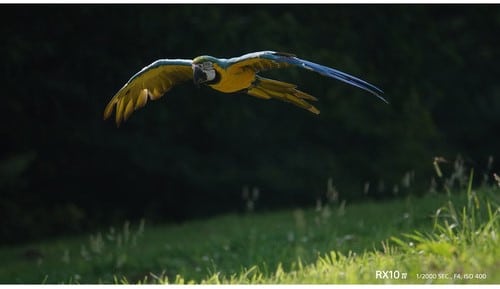 Ara bleu et jaune en vol, capturé avec le Sony RX10 IV. Superbe photo d'oiseau exotique.