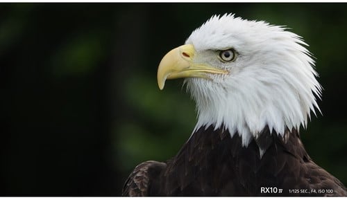 Gros plan d'un pygargue à tête blanche avec Sony RX10 IV : un symbole de liberté et de puissance.