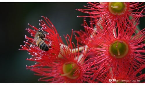 Abeille butinant des fleurs rouges vibrantes, capturées avec un Sony RX10 IV. Gros plan saisissant.
