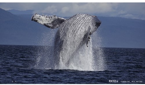 Baleine à bosse spectaculaire sautant hors de l'eau, capturée avec un Sony RX10 IV. Éclaboussures impressionnantes.