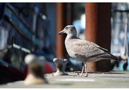 Goéland sur le quai, capturé avec un Sony A7 V. Plumage gris-brun, regard vif. Photographie animalière.