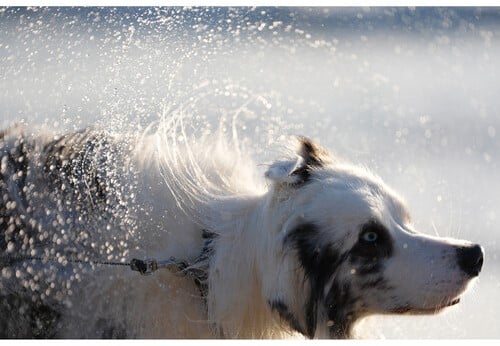 Chien secouant l'eau capturé avec un Sony A7 V: détails nets, mouvement figé. Pelage blanc et noir, yeux bleus perçants.