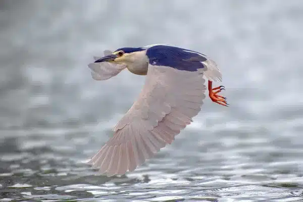 Héron noir en vol, photographié avec le Fujifilm X-T30 III. L'oiseau montre un AF précis, capturé par Dong Yuan.