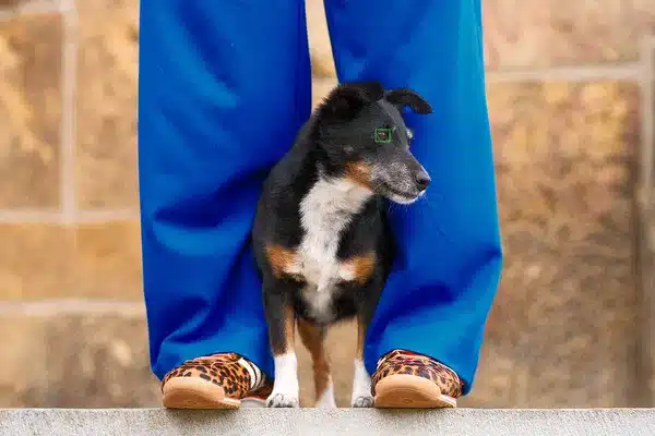 Fujifilm X-T30 III: Chien noir et feu détecté entre des jambes vêtues de bleu et des chaussures léopard par Elke Vogelsang.