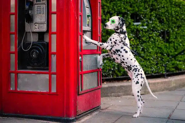 Dalmatien utilisant un téléphone public rouge à Londres, photographié avec un Fujifilm X-E5. AI-AF Dawn Eagleton